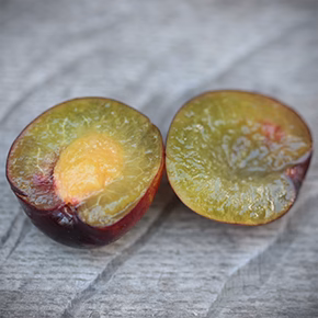 Prune Cerise Opata - 3kg