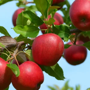 Pommes Liberty - 5 kg