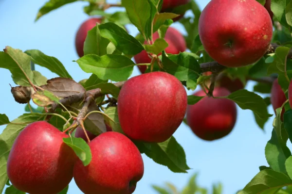 Pommes Liberty - 5 kg