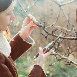 Formation sur la taille d'arbres fruitiers