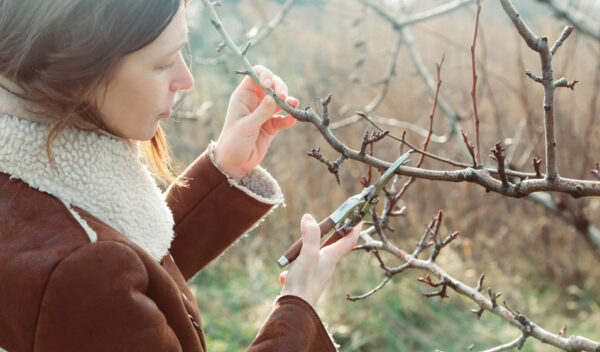 Formation sur la taille d'arbres fruitiers